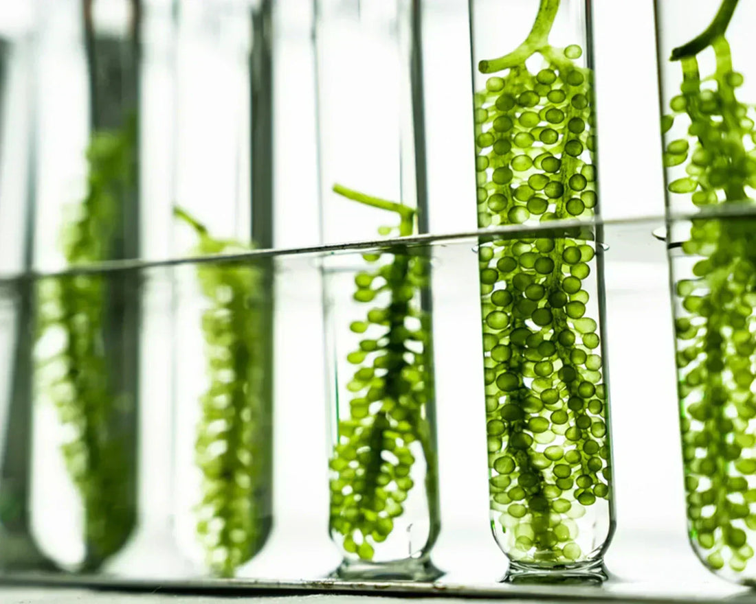 how plant oils and marine extracts work together for skin health